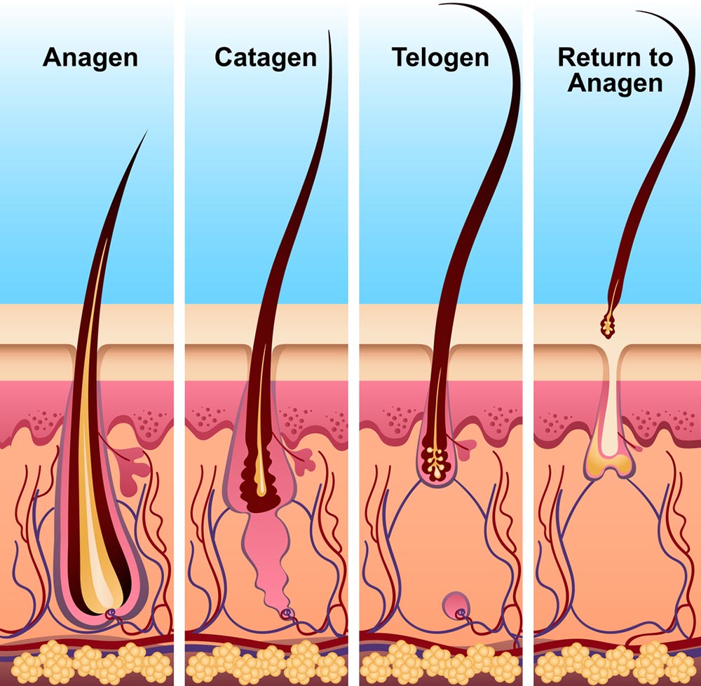 causes of hair loss Nourkrin