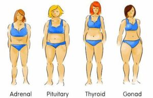 body type adrenal pituitary thyroid gonad