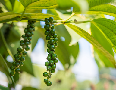 black-pepper-fruit-superfoods-for-weight-loss-by-healthista.com